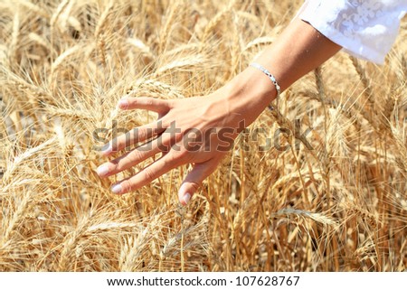 Human hand over ripe wheat