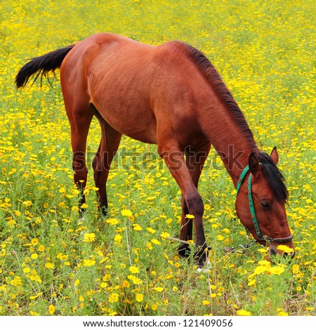 Brown young horse walking on the field covered with yellow flowers