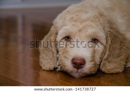 A labrador/poodle mix puppy lays on floor.