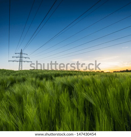 cornfield before sunset at dusk with power pole