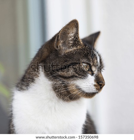 Close-up of a street cat wild cat domestic animal