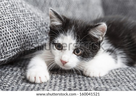 Close-up of a gray black baby cat looking away domestic animal