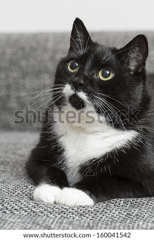 black cat with yellow eyes looking away domestic animal