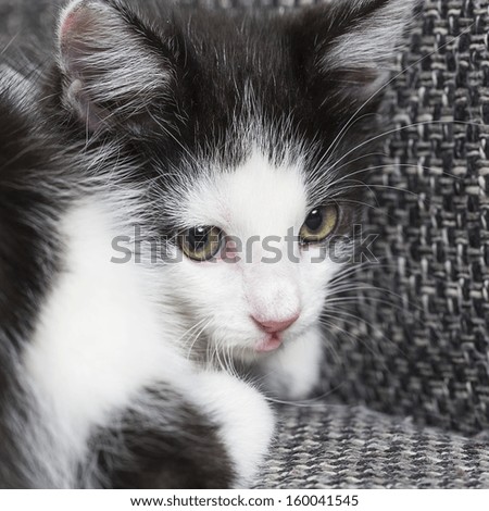 Close-up of a gray black baby cat looking away domestic animal
