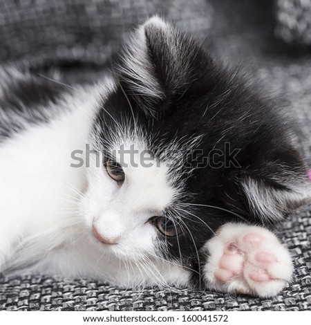 black baby cat with paw is playing domestic animal