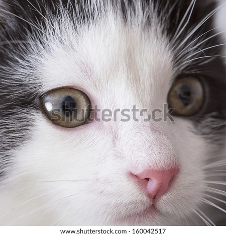 Close-up of a gray black baby cat with eyes looking away domestic animal
