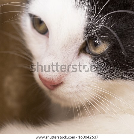 baby cat looking away domestic animal
