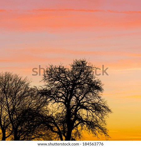 Age tree silhouette with sunset summer orange cloudy sky in the winter