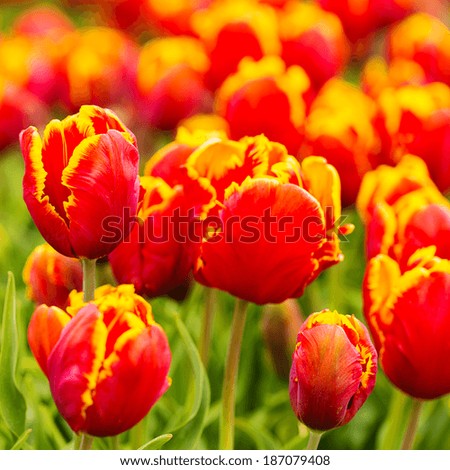 red yellow tulip field holland flowers valentine love mothersday