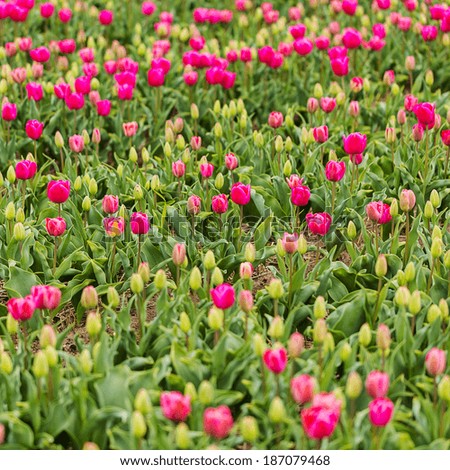 pink tulip field flower holland europe love season mothersday