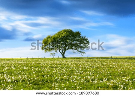 Alone Old oak tree on dandelion meadow with Blue cloudy Sky at spring in the Eifel germany