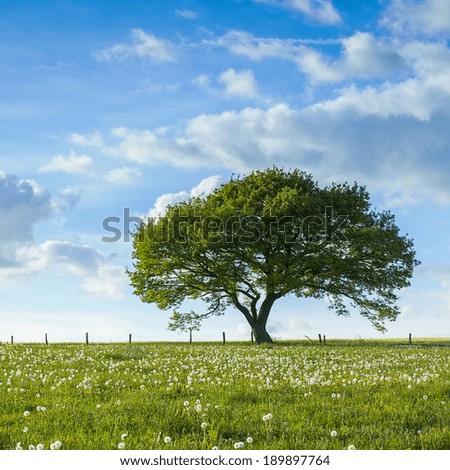Old oak tree on a hill  with dandelion meadow with Blue cloudy Sky at summer in the Eifel germany