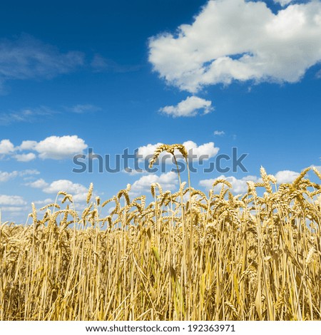 Cornfield agriculture harvest with blue cloudy sky in summer