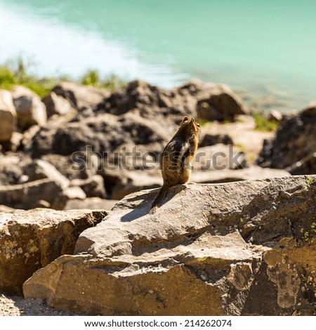 Golden-mantled Ground Squirrel sitting on a rock at Lake Louise