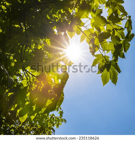 Sun shines through tree crowns in summer
