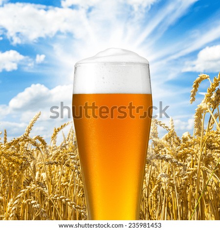 wheat beer glass with dew drops against cornfield
