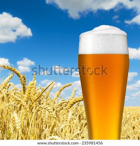 german wheat beer glass with dew drops on a field of corn