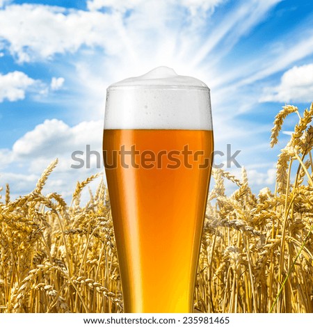 german wheat beer against cornfield and summer sky