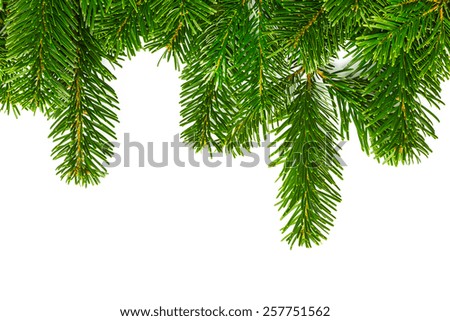 fir branches on white