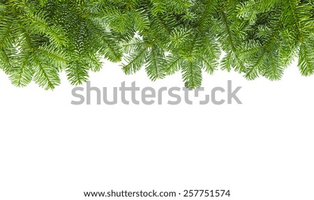 tight fir branches for chistmas on white background