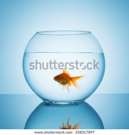 goldfish in a bowl glass on blue background