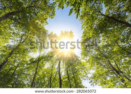 warm spring sun shining through a hole in a forest treetop