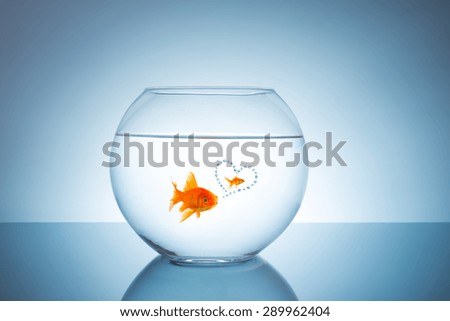 lonely goldfish thinks about his first love