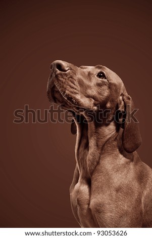 Weimaraner Dog Brown