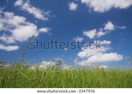 Grass underneath a pretty blue sky with some clouds