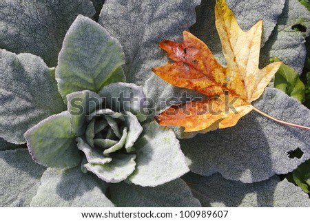A fallen maple leaf beside a ground plant/Ground Plant and Leaf/A fallen leaf beside a ground plant