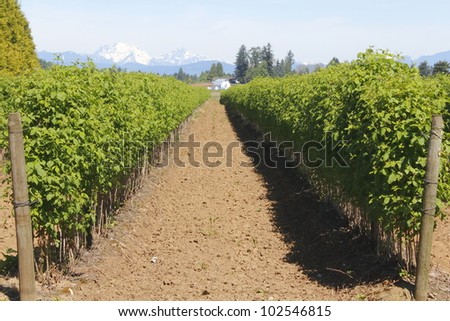 Rows of Spring Strawberry Bushes ripening in the mid-day sun/Strawberry Bushes/Strawberry bushes in early spring in British Columbia\'s Fraser Valley
