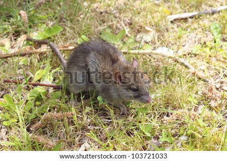 A small, brown field mouse sits in short grass observing/Small Field Mouse/A small field mouse in the grass
