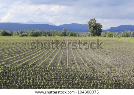 An early spring crop of corn/Early Spring Corn Field/Agricultural land begins to show promise of a successful season