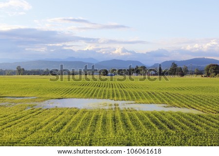A rural field after a heavy downpour is saturated/Saturated Farmer\'s Field/Heavy rain has saturated a rural field