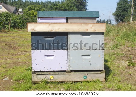 A man made beehive box near blueberry bushes/Man-made Beehive Box/A manufactured box that attracts honey bees for pollinating local blueberry bushes.
