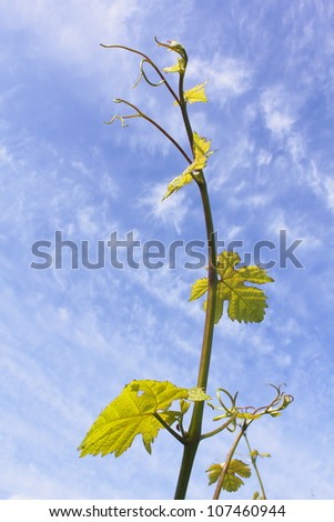 Still early in the season, a grapevine stretches into a sun filled sky/Early Grapevine/A young grapevine, just starting out, stretches upward into the sky. .