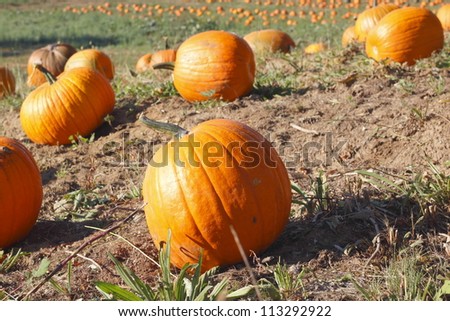 Acres of pumpkins ripening for Halloween/Early morning pumpkin patch/A bright orange pumpkin patch ripening on a hillside