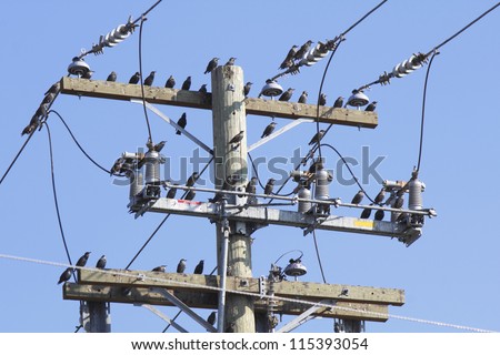 Starlings gather on top of a telephone pole/Starlings/Starlings gather on top of a telephone pole