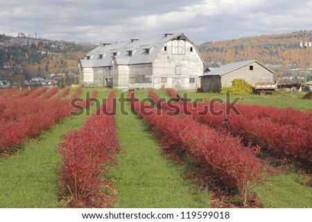 Rows of bright red winter blueberry bushes/Winter Blueberry Bushes/Blueberry Bushes turn red during the winter months.