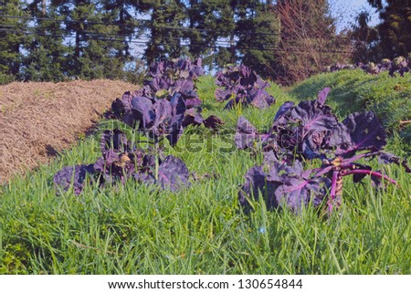 A West Coast winter garden with purple cabbage/West Coast Winter Garden/A West Coast winter garden with purple cabbage