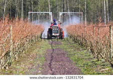 A farmer sprays chemicals on his blueberry crop to prevent mold or mould and insect infestation/Spraying Chemicals/A farmer sprays chemicals on his crop.