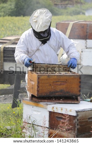 A Beekeeper lifts the honey frame from a man made beehive box/Honey Frame/A Beekeeper lifts the honey frame from a man made beehive box
