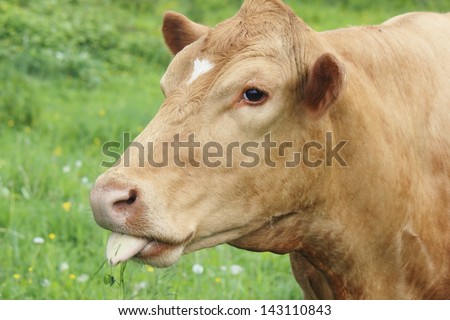 A dairy cow appears to be rude by sticking her tongue out at the photographer/Rude Cow/A dairy cow appears to be rude by sticking her tongue out at the photographer