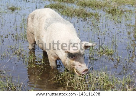 A large hog enjoys eating grass in a slough/Hog in a Slough/A large hog enjoys eating grass in a slough.