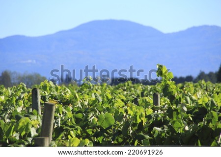 A large blueberry crop with a mountain range and shallow depth of field in Washington State/Washington Fruit Crop and Mountain Range/A berry crop with mountains and shallow DOF in Washington State