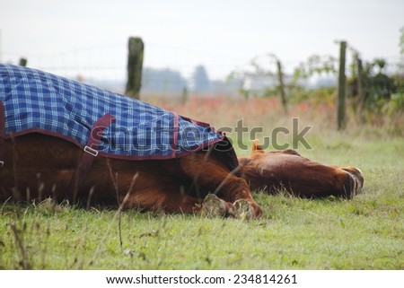 Low angle view of a horse fast asleep/Horse Sleeping/Low angle view of a horse fast asleep