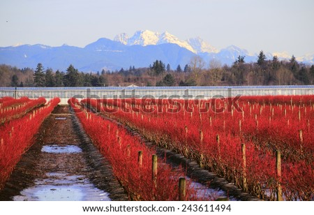 A crimson red blueberry field set against a snow capped mountain in winter/Blueberry Field and Mountain in Winter/A blueberry field set against a snow capped mountain in winter.