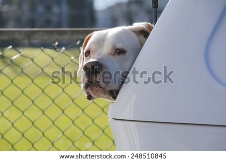 An American Pit Bull Terrier keeps thieves at bay/American Pit Bull Terrier/An American Pit Bull Terrier sits in the back of a hatchback keeping thieves at bay.