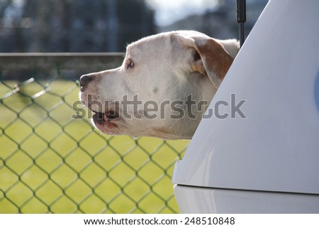 An American Pit Bull Terrier sits in the back of a hatchback keeping thieves at bay/American Pit Bull Terrier/An American Pit Bull Terrier sits in the back of a hatchback keeping thieves at bay.