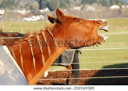 A sleepy horse greets the morning with a wide open yawn/Sleepy Horse/A sleepy horse greets the morning with a wide open yawn.